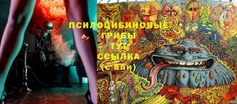 сайты даркнета официальный сайт  Камышлов  Псилоцибиновые грибы прущие грибы  что такое   MEGA tor 